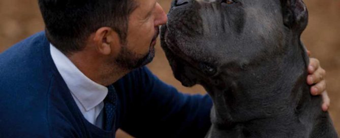 criadores de cane corso