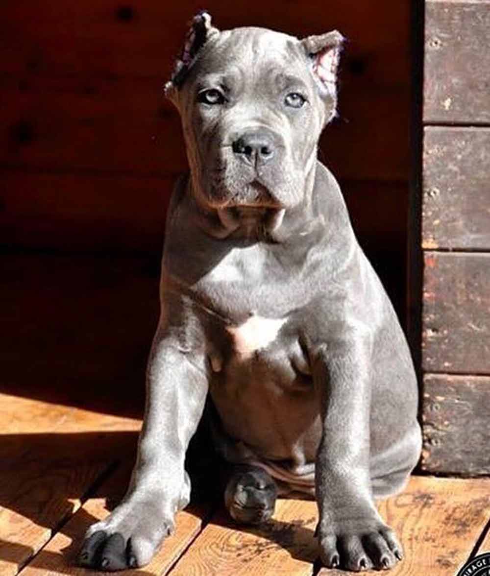 for sale dog cane corso in Austin Texas and puppies for sale in Austin and breeders of cane corso in Austin