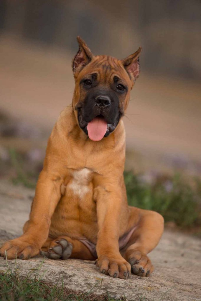 for sale dog cane corso in Baltimore and cane corso puppies for sale in Baltimore Usa