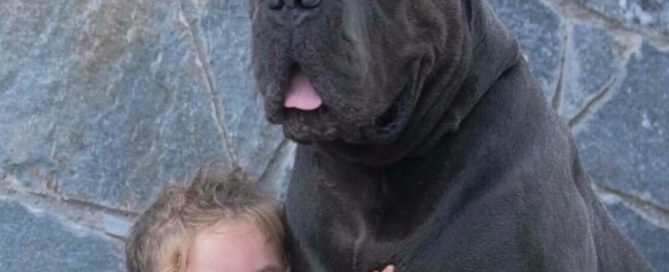 for sale dog cane corso in Baltimore and cane corso puppies for sale in Baltimore Usa3