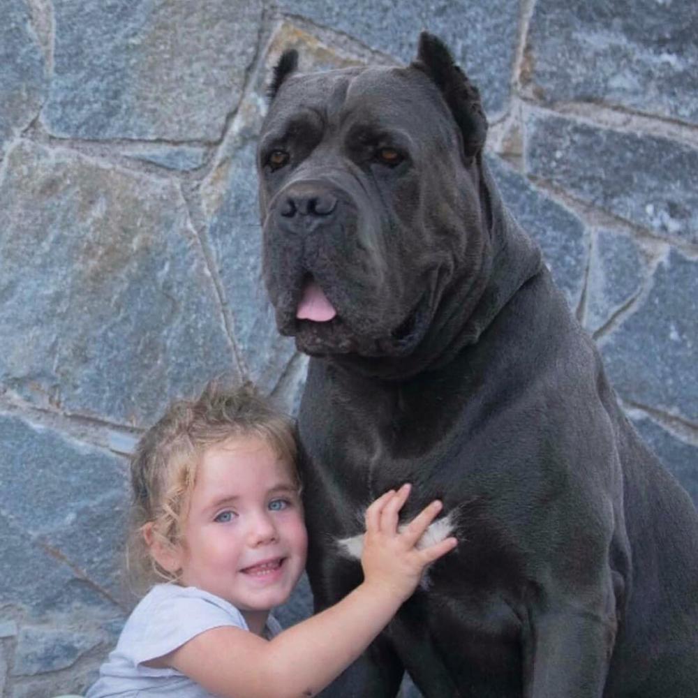 for sale dog cane corso in Baltimore and cane corso puppies for sale in Baltimore Usa3