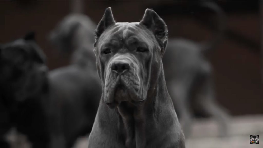 for sale dog cane corso in Baltimore and cane corso puppies for sale in Baltimore Usa4