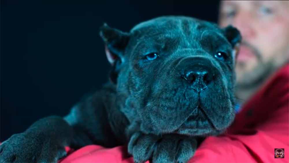 for sale dog cane corso in portland and buy puppies of cane corso and breeder of cane corso