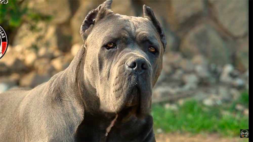 for sale dog cane corso in portland and buy puppies of cane corso and breeder of cane corso2