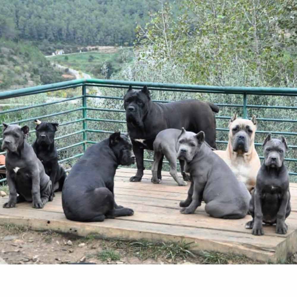 for sale dog cane corso in portland and buy puppies of cane corso and breeder of cane corso3