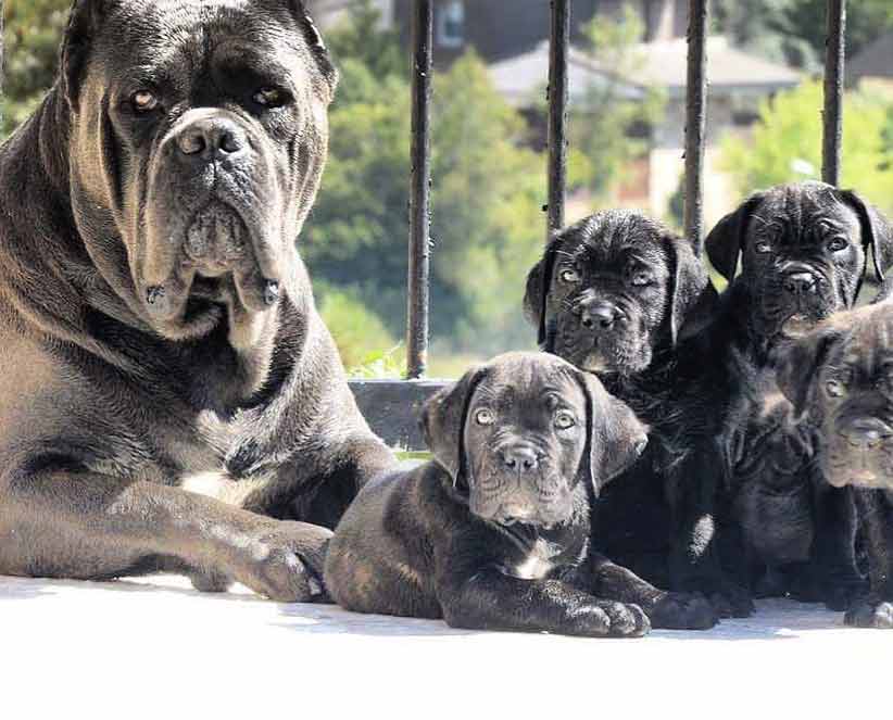 for sale dog canecorso in San jose and buy puppies of cane corso and canecorso breeder in Usa1