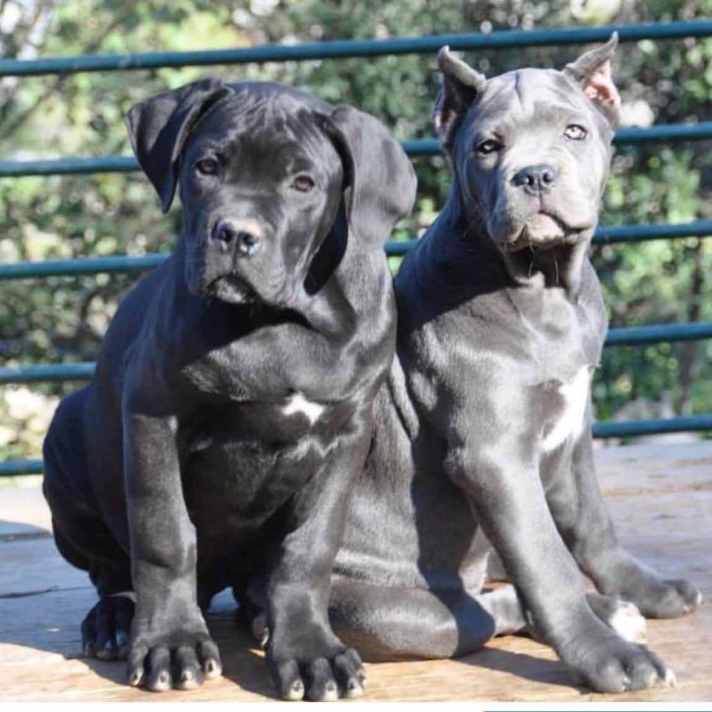 for sale dog canecorso in San jose and buy puppies of cane corso and canecorso breeder in Usa5