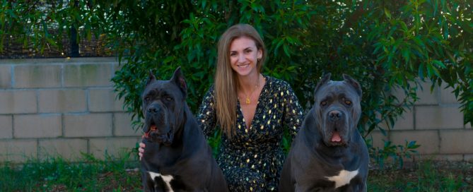 for sale dog cane corsoin Denver and buy cane corso puppies in denver1