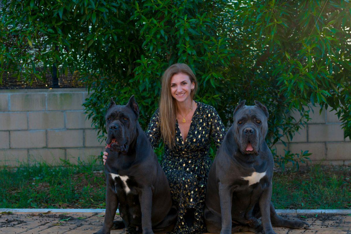 for sale dog cane corsoin Denver and buy cane corso puppies in denver1