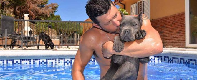 Donde comprar un cane corso1
