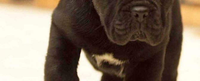 El Precio Cane corso