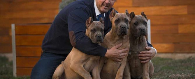 comprar cane corso en Quito y venta de cachorros de cane corso en Quito y criador de cane corso italiano en Ecuador1
