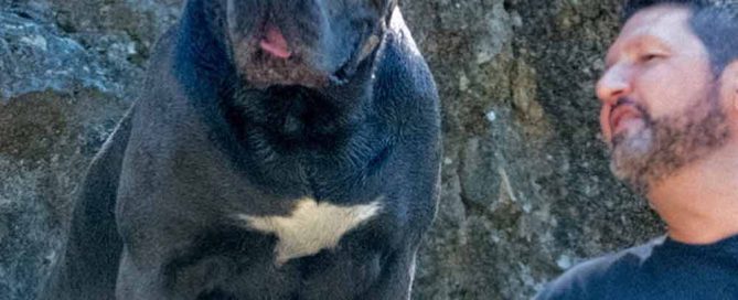 comprar perro cane corso en Asuncion y venta de cachorros de cane corso en Paraguay Asuncion criador de cane corso en Asuncion1