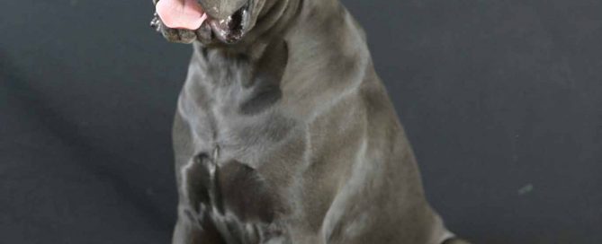 comprar perro cane corso en Monterrey y venta de cachorros de cane corso en Monterrey y criador de cane corso en Mexico-Monterrey4