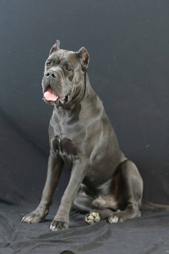 comprar perro cane corso en Monterrey y venta de cachorros de cane corso en Monterrey y criador de cane corso en Mexico-Monterrey4