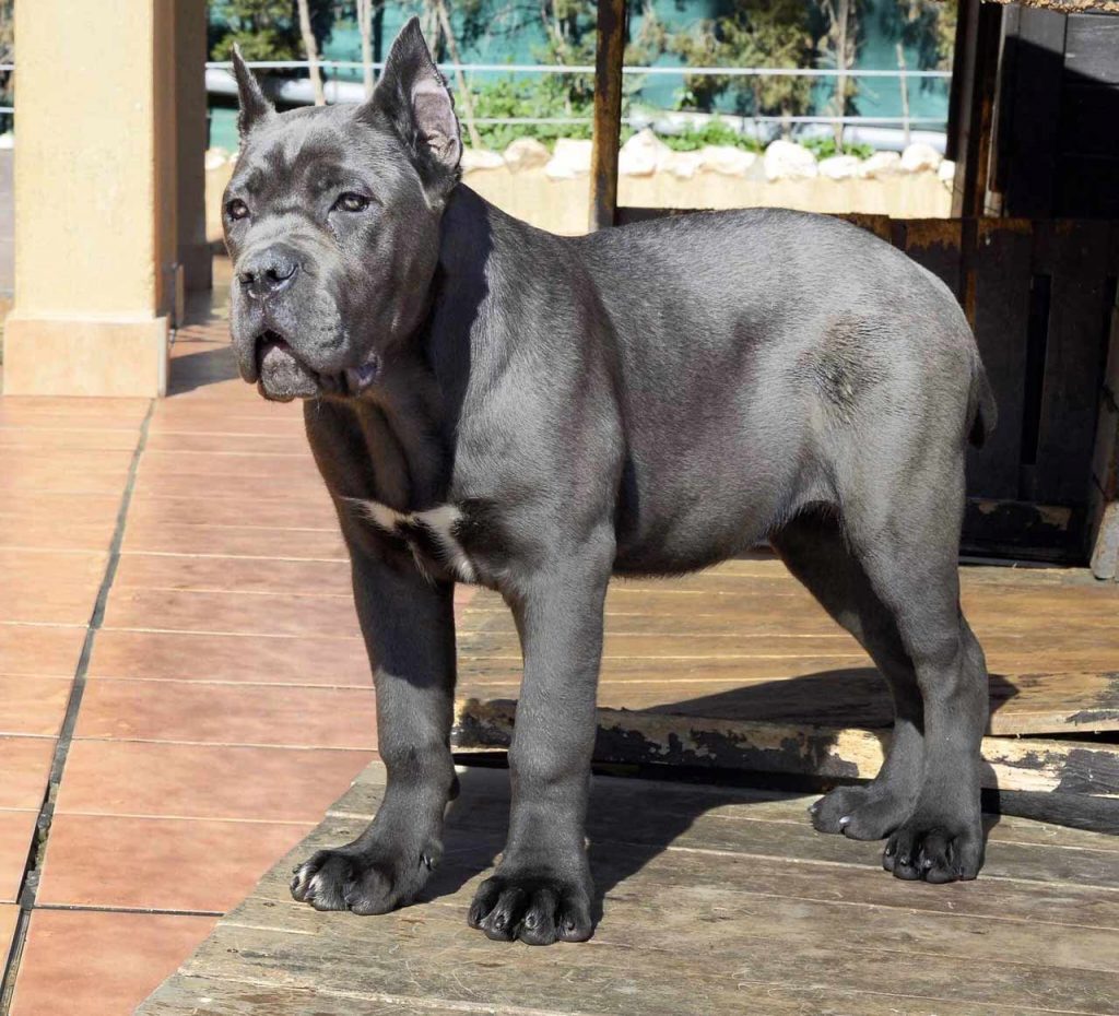 for sale cane corso in Orlando and buy puppies of cane corso in Orlando breeder of cane corso in USA1
