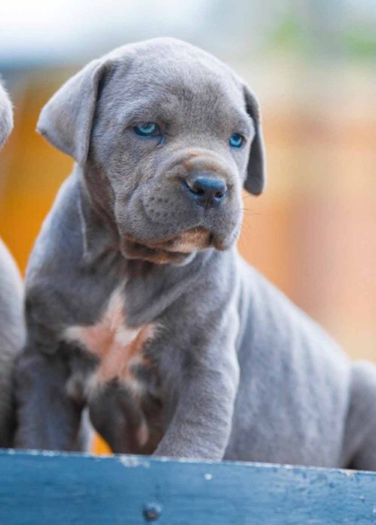 for sale cane corso in Orlando and buy puppies of cane corso in Orlando breeder of cane corso in USA3