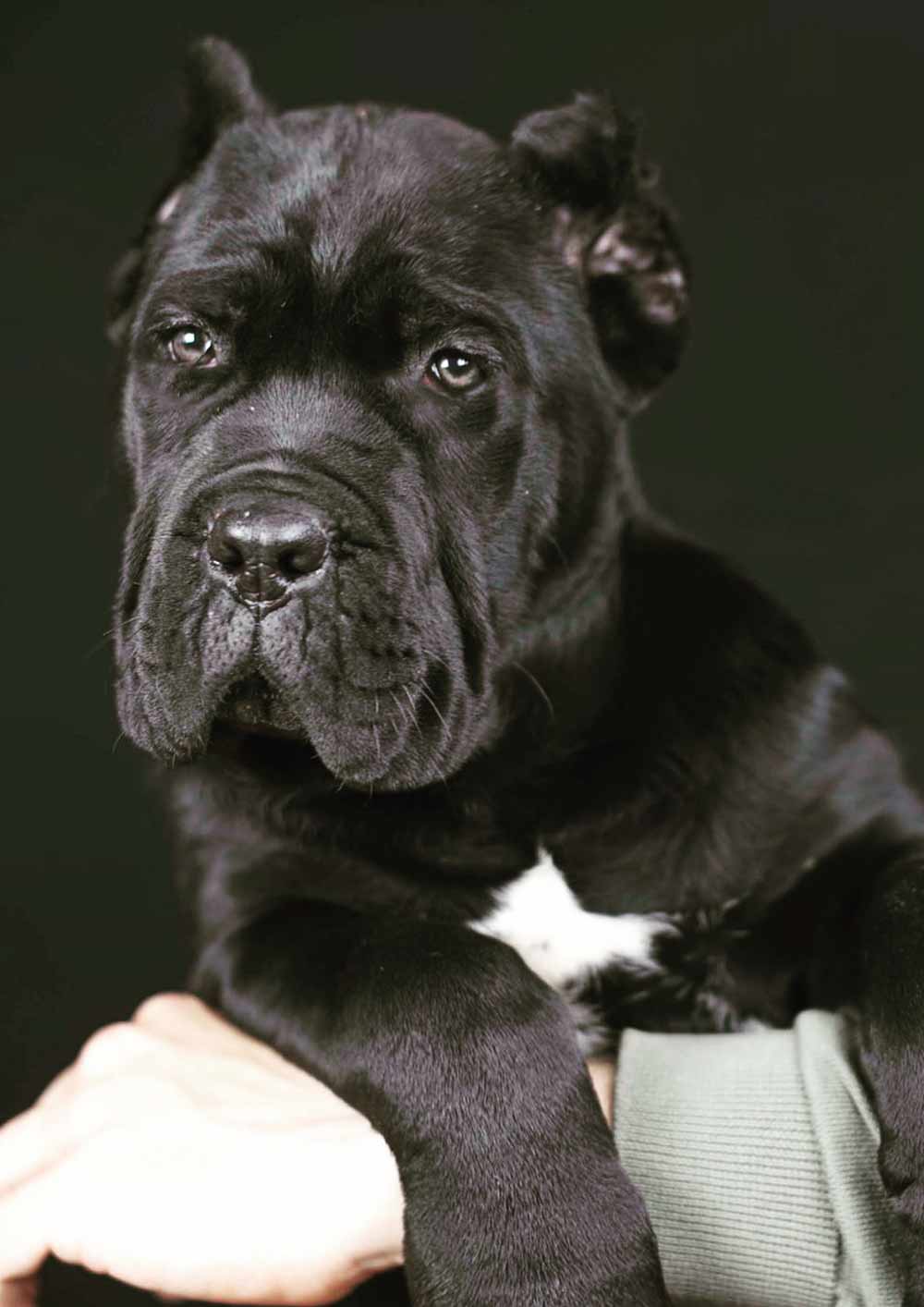 for sale dog cane corso in Memphis and italian mastiff and buy cane corso puppies in Memphis2