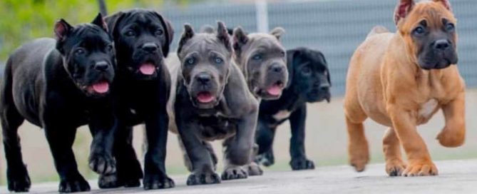 Acheter cane corso à Paris France et à vendre chiots à paris3