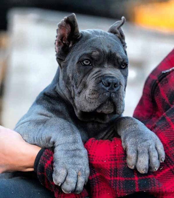 Cane Corsos breeding Cane Corso puppies for sale Buy Cane Corso