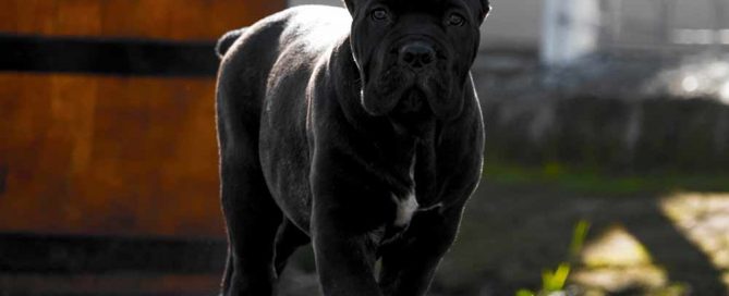 Cane corso Kennel - Criadores de Cane corso3
