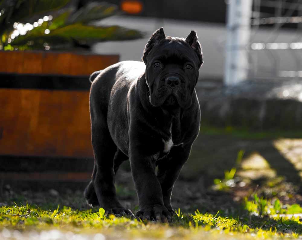 Cane corso Kennel - Criadores de Cane corso3