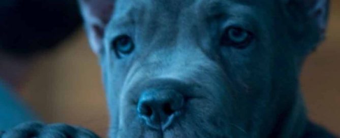 Cane corso blue4