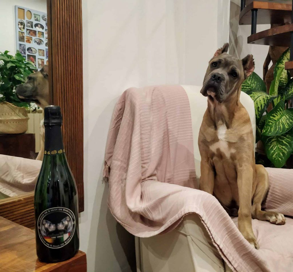 Cane corso for sale in Uk and puppies for sale in London Uk and breeder cane corso in Uk1