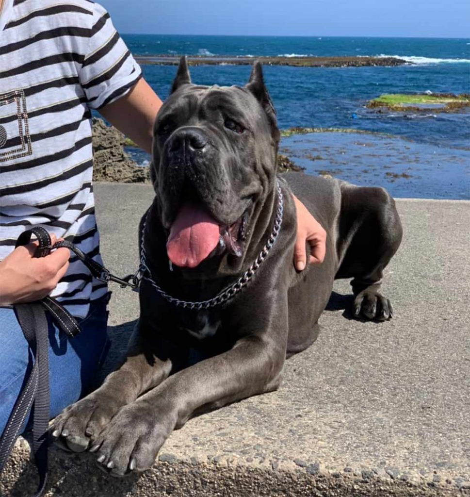 Cane corso for sale in Uk and puppies for sale in London Uk and breeder cane corso in Uk3