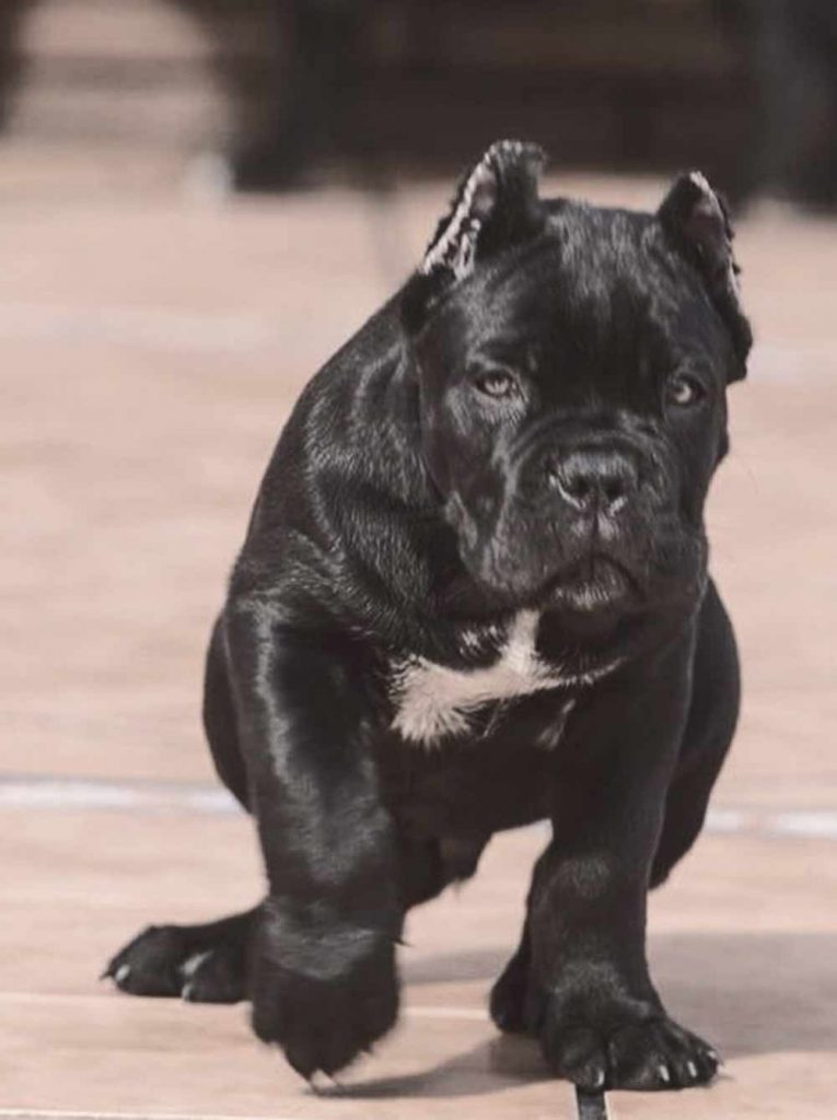 Cane corso for sale in Uk and puppies for sale in London Uk and breeder cane corso in Uk4