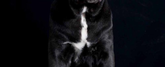 Comprar cane corso en Madrid y venta de cachorros en Madrid y Criador de cane corso en Madrid3