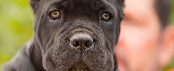 Comprar cane corso en Montevideo Uruguay y Venta cachorros de cane corso y Criadores de Cane corso Uruguay4