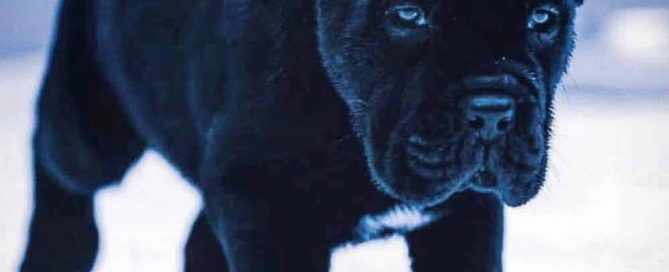 Comprar cane corso italiano en Republica Dominicana y venta de cachorros de cane corso en Republica Dominicana