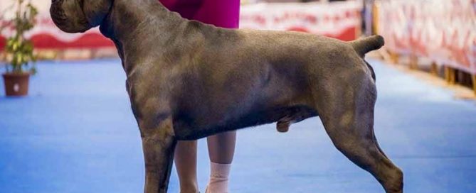 El mejor Cane corso
