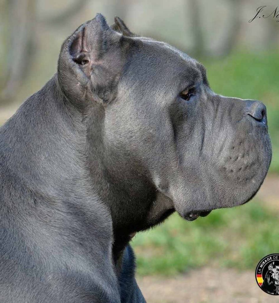 El mejor Cane corso3