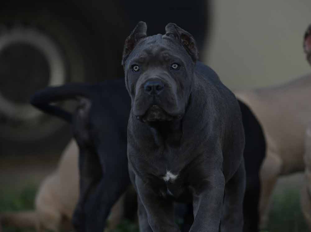 For sale Cane corso in Ottawa Canada and Buy cane corso puppies in Ottawa and breeders of Cane corso