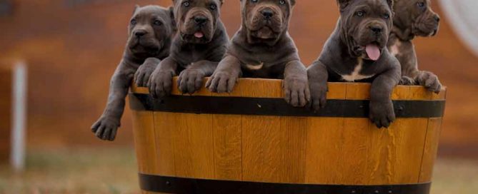 For sale Cane corso in Ottawa Canada and Buy cane corso puppies in Ottawa and breeders of Cane corso3