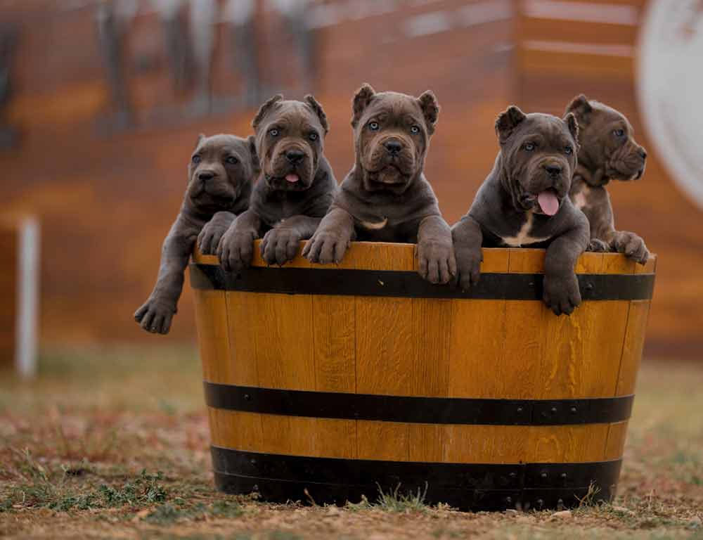 For sale Cane corso in Ottawa Canada and Buy cane corso puppies in Ottawa and breeders of Cane corso3