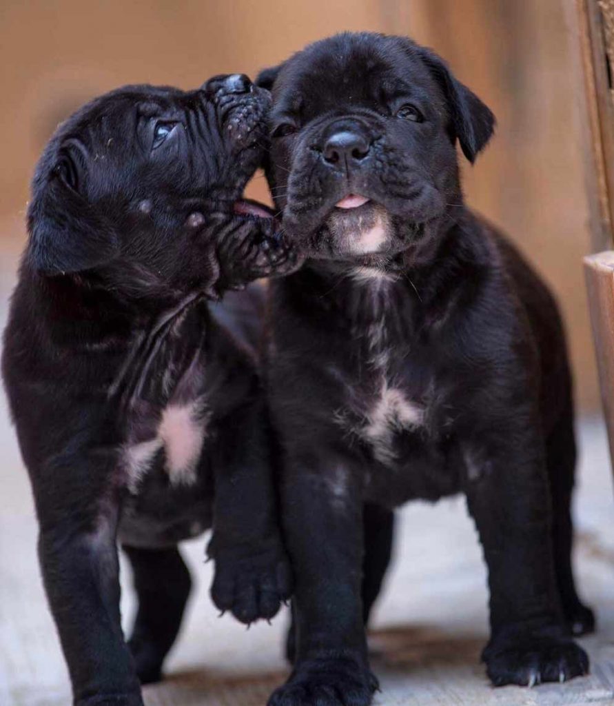 For sale cane corso in Italia and buy cane corso puppies in Italy-italia