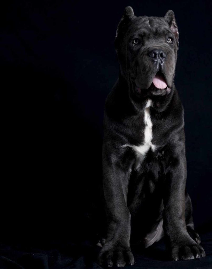 For sale cane corso in Italia and buy cane corso puppies in Italy-italia4