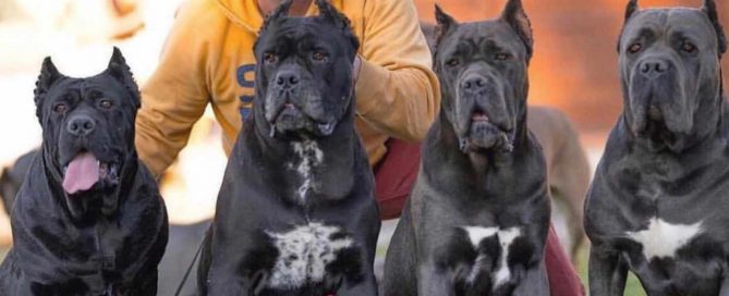 For sale cane corso in Italia and buy cane corso puppies in Italy-italia4