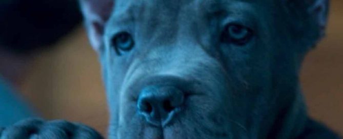 Rietcorso kopen in colonia Duitsland en rietcorso puppies te koop in colonia duitsland