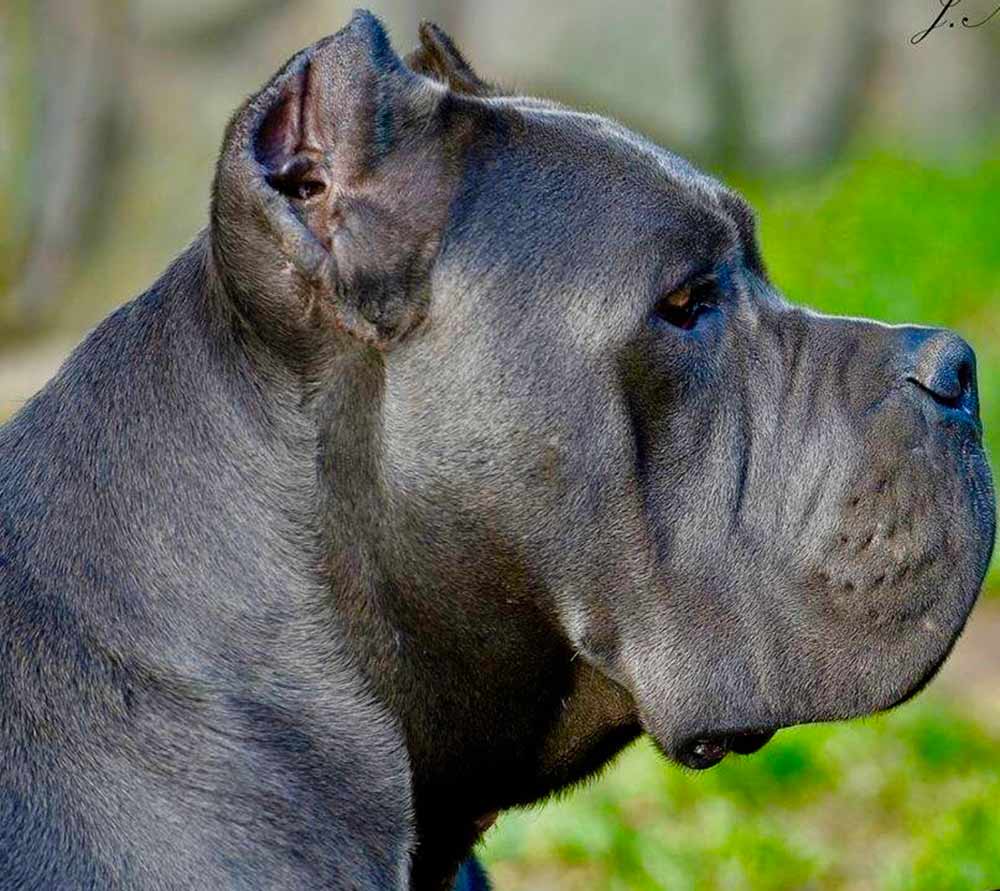 The best Cane corso3