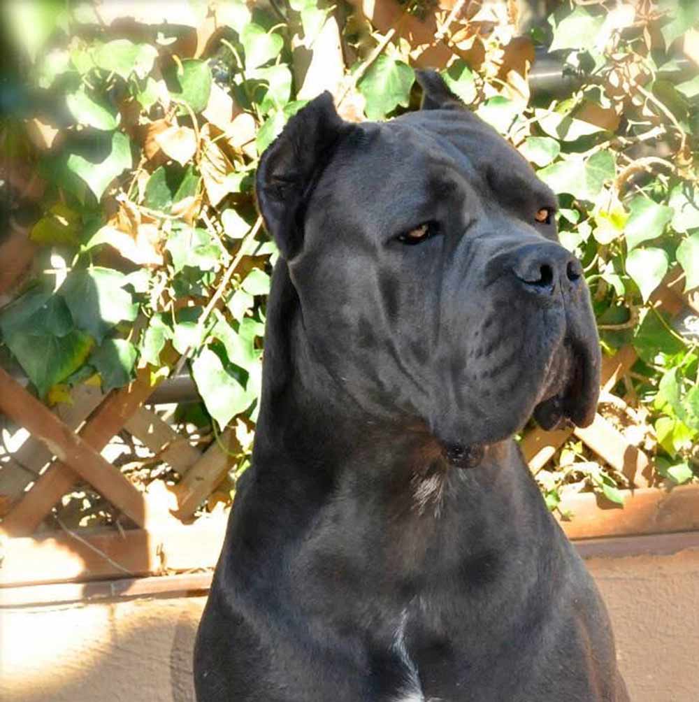 The best Cane corso4