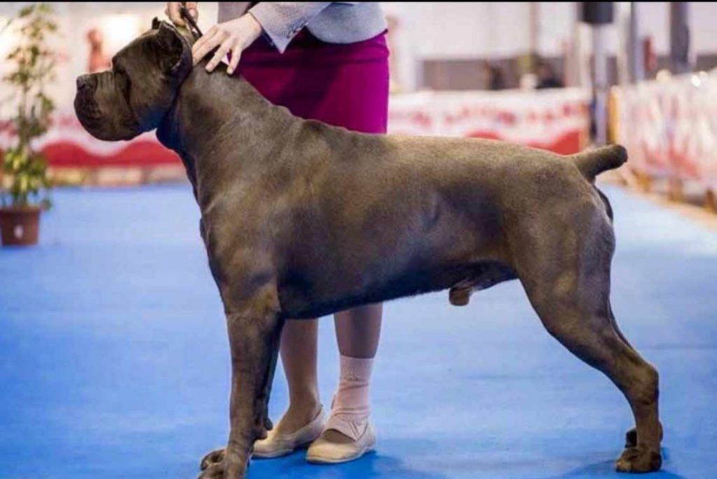 buy cane corso in Brazil and for sale cane corso puppies in Brazil