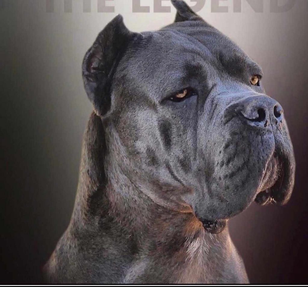 buy cane corso in Brazil and for sale cane corso puppies in Brazil1