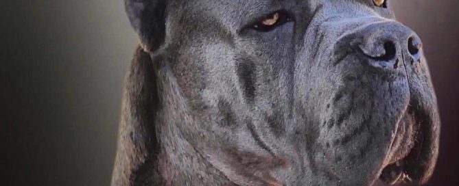 buy cane corso in Brazil and for sale cane corso puppies in Brazil1