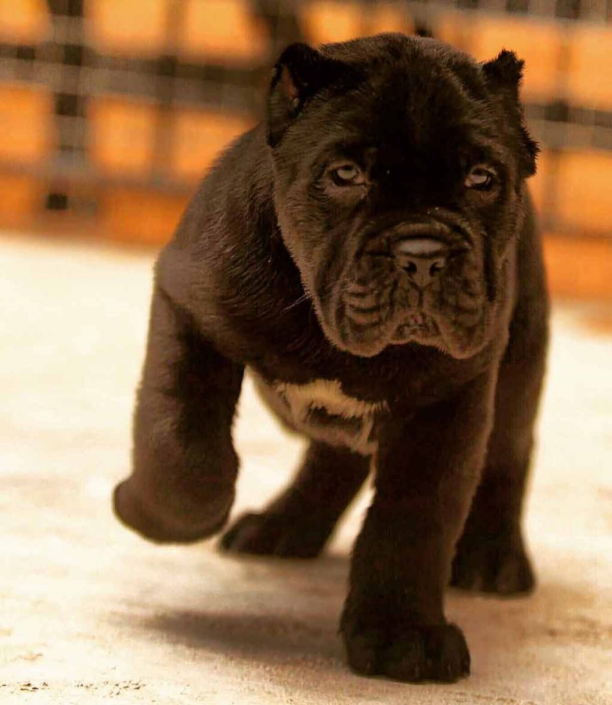 buy cane corso in Brazil and for sale cane corso puppies in Brazil2