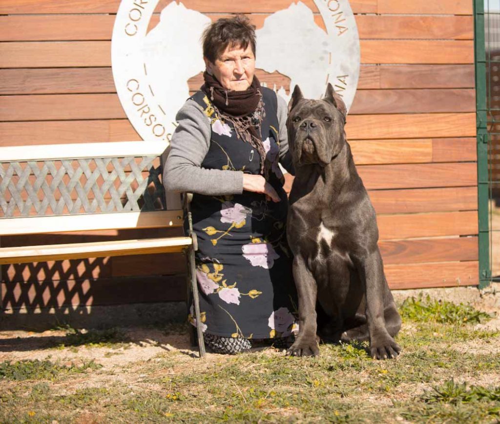 buy cane corso in St Louis-San luis and for sale cane corso puppies and cane corso breeder Sant luis Missouri1