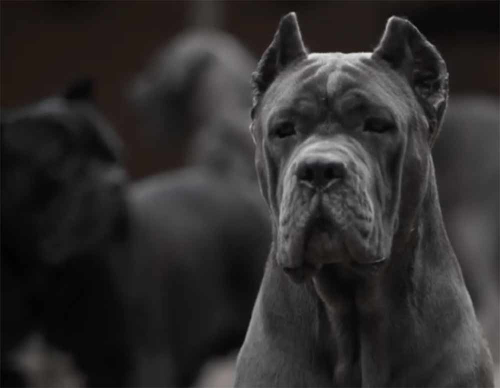 buy cane corso in St Louis-San luis and for sale cane corso ...